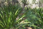 Argyle NSWplanting-garden-and-landscape-design-46.jpg; ?>